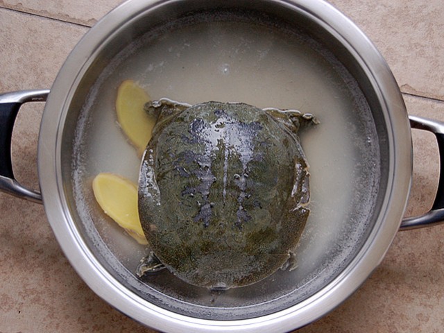boiling turtles